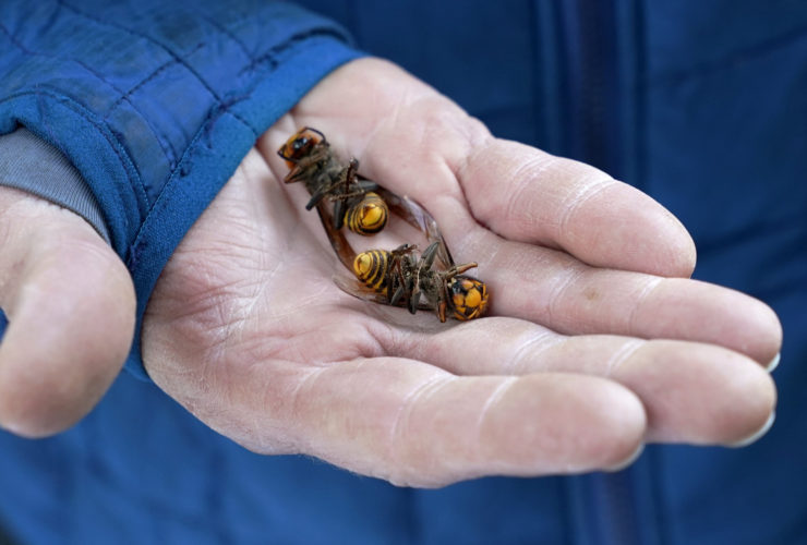 Dead 'murder hornet' found near Seattle is first in U.S. this year