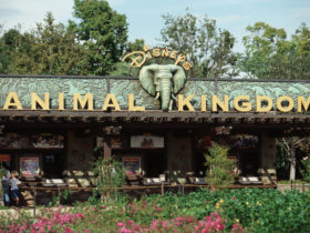 Disney welcomes new baby giraffe at Animal Kingdom theme park