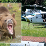 A grizzly bear that dragged a camper from her tent is still at large