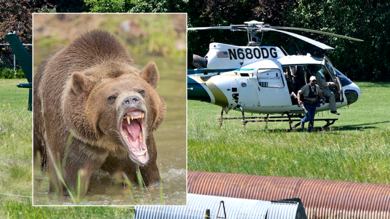 A grizzly bear that dragged a camper from her tent is still at large