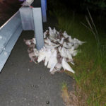 Homing pigeons that can't find their way home shut down a highway exit