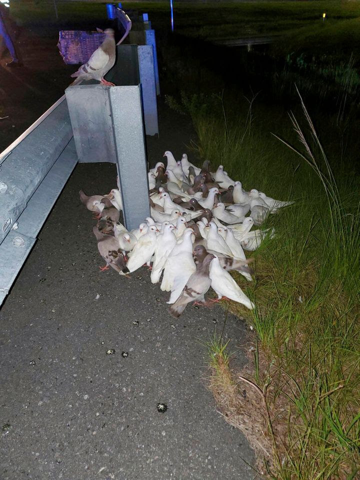 Homing pigeons that can't find their way home shut down a highway exit